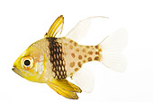 FSH 01 MH0026 01
Pajama Cardinalfish In Studio