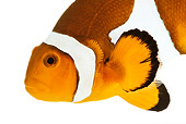 FSH 01 MH0029 01
Close Up Of Orange Clownfish In Studio