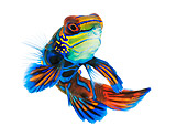 FSH 01 MH0033 01
Mandarinfish Swimming On White Seamless
