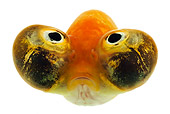 FSH 01 MH0034 01
Celestial Eye Goldfish Swimming On White Seamless