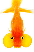 FSH 01 MH0035 01
Bubble-Eyed Goldfish Swimming On White Seamless