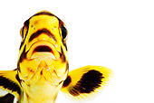 FSH 01 MH0036 01
Close-Up Of Oriental Sweetlips Fish Swimming On White Seamless