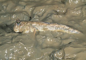 FSH 01 MH0037 01
Mudskipper Using Pectoral Fins To Walk On Mud