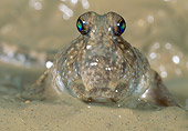 FSH 01 MH0038 01
Mudskipper Using Pectoral Fins To Walk On Mud