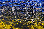 FSH 01 TK0001 01
School Of Alewives Migrating Up River