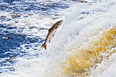 FSH 01 TK0002 01
Atlantic Salmon Leaping Up River