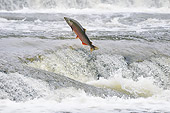 FSH 01 TL0002 01
Coho (AKA Silver) Salmon Leaping Up River
