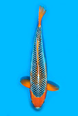 FSH 01 WF0002 01
Overhead Shot Of Koi Carp Swimming In Water