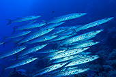FSH 01 WF0004 01
School Of Blackfin Barracuda Swimming In Sea