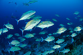 FSH 01 WF0006 01
School Of Bluefin Trevally Swimming In Sea