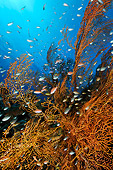 FSH 01 WF0011 01
School Of Fairy Basslets Between Giant Sea Fan In Coral Reef