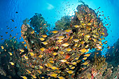 FSH 01 WF0012 01
School Of Vanikoro Sweeper Fish At Japanese Shipwreck