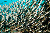 FSH 01 WF0013 01
Swarm Of Striped Eel Catfish Underwater