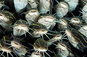FSH 01 WF0014 01
Swarm Of Striped Eel Catfish Underwater