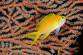 FSH 01 WF0015 01
Square-Spot Fairy Basslet Female In Front Of Coral
