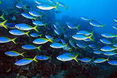 FSH 01 WF0016 01
School Of Redbelly Yellowtail Fusilier In Coral Reef