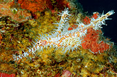 FSH 01 WF0017 01
Ornate Ghost Pipefish Swimming In Coral Reef
