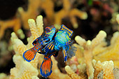 FSH 01 WF0018 01
Mandarinfish Mating In Coral Reef