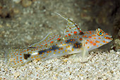FSH 01 WF0019 01
Spotted Prawn-Goby Swimming In Coral Reef