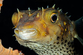 FSH 01 WF0020 01
Yellowspotted Burrfish Underwater In Dark