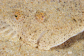 FSH 01 WF0021 01
Portrait Of Brill Fish On Sand Underwater