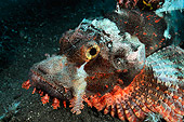 FSH 01 WF0022 01
Close-Up Of Tassled Scorpionfish