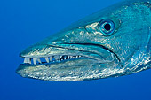 FSH 01 WF0023 01
Close-Up Of Blackfin Barracuda