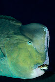 FSH 01 WF0024 01
Portrait Of Green Humphead Parrotfish In Dark Underwater