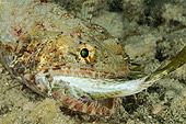 FSH 01 WF0025 01
Portrait Of Lizardfish With A Small Fish In Its Mouth