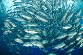 FSH 01 WF0026 01
School Of Bigeye Trevally Underwater