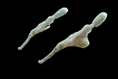 FSH 01 WF0027 01
Sponge Ghost Pipefish In Dark Underwater