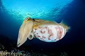 FSH 01 WF0028 01
Broadclub Cuttlefish Female Laying Eggs Underwater
