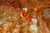 FSH 01 WF0029 01
Toothy Goby With Parasites On Hard Coral