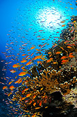 FSH 01 WF0030 01
School Of Sea Goldies Swimming In Coral Reef
