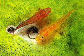 FSH 01 WF0031 01
Two Toothy Goby Spawing On Sea Squirt