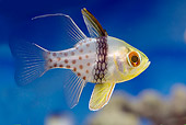 FSH 01 WF0032 01
Pajama Cardinalfish Swimming Underwater