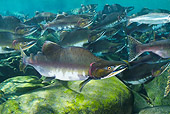 FSH 01 JM0001 01
School Of Pink Salmon (Oncorhynchus gorbuscha) Alaska