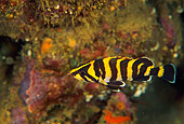 FSH 01 JM0003 01
Treefish
California