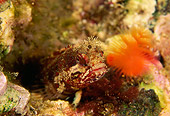 FSH 01 JM0005 01
Onespot Fringehead
Channel Islands Nat'l Park, CA
