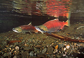 FSH 01 JM0007 01
Spawning Sockeye Salmon
Alaska