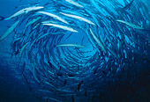 FSH 01 JM0008 01
Schooling Barracuda 
Malaysia