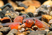 FSH 01 JM0009 01
Coho Silver Salmon  Alevin
Alaska