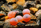 FSH 01 JM0010 01
Coho Silver Salmon Alevin
Alaska