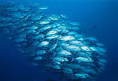 FSH 01 JM0012 01
School Bigeye Trevally
Malaysia