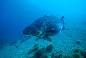 FSH 01 JM0014 01
Giant Sea Bass 
Southern California