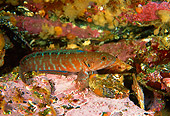 FSH 01 JM0018 01
Alaska Ronquil 
Alaska