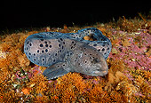 FSH 01 JM0020 01
Wolf Eel 
Alaska
