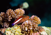 FSH 01 JM0022 01
Arceye Hawkfish 
Malaysia