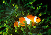 FSH 01 JM0023 01
False Clown Anemonefish Indonesia