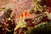 FSH 01 JM0024 01
Dwarf Hawkfish
Indonesia